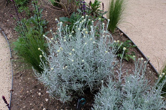 Terre à sons - Jardin 23-Helichrysum