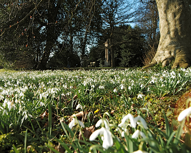 Snowdrops at Lacock Abbey