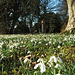 Snowdrops at Lacock Abbey