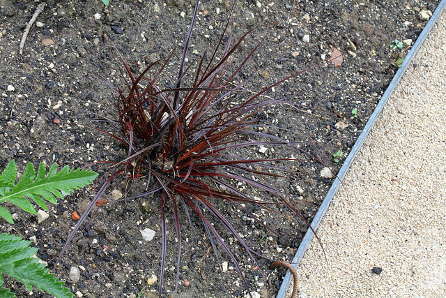 Terre à sons - Jardin 23- Uncinia rubra