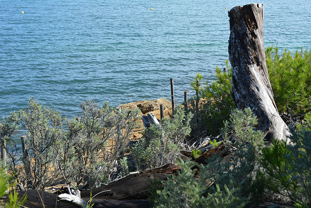 végétation méditerranéenne, île Porquerolles