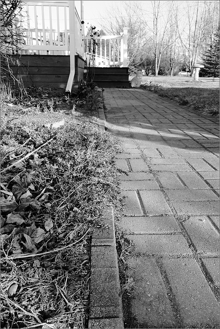 Where the daffies aren't