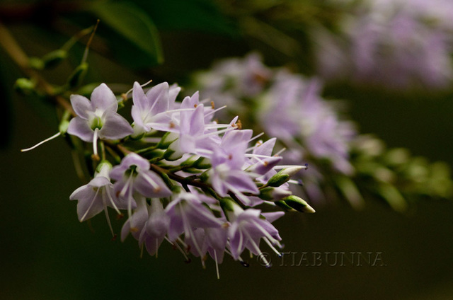 Mauve Blossoms