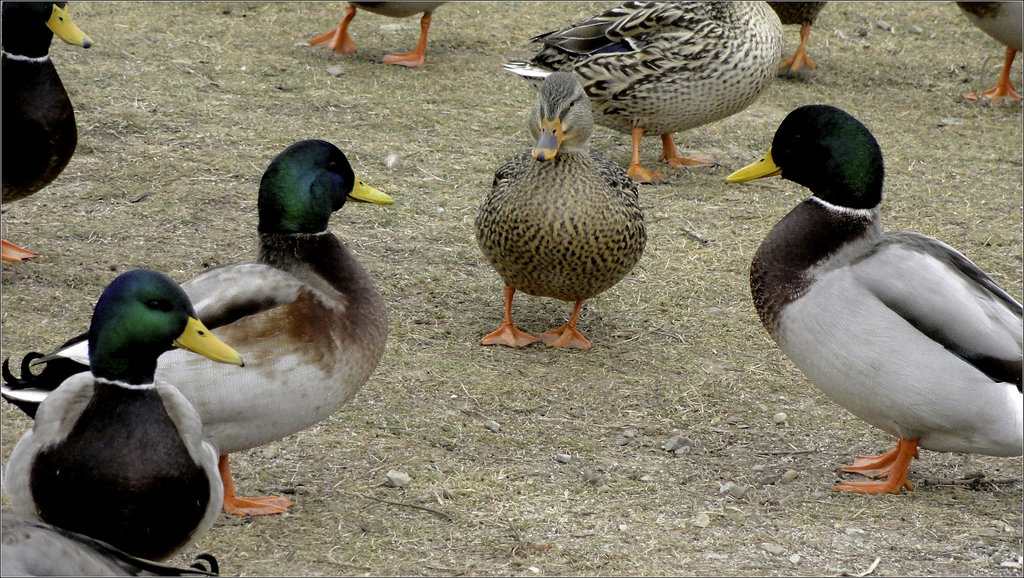 Mallards Meetup