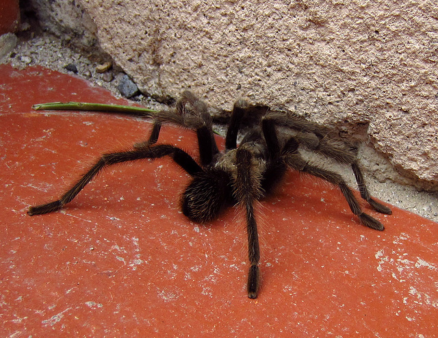 Tarantula at Scotty's Castle (1899)