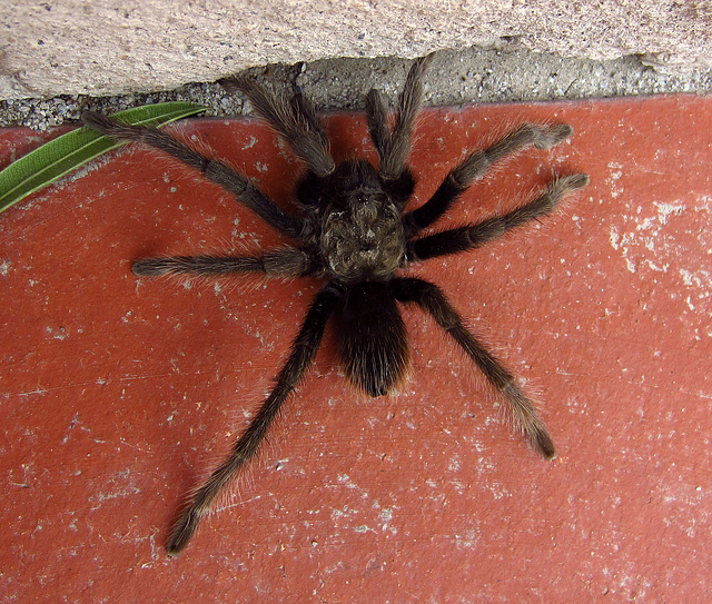 Tarantula at Scotty's Castle (1900)