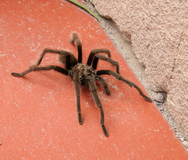 Tarantula at Scotty's Castle (3292)