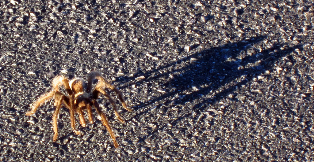 Tarantula on Dante's Peak (1953)