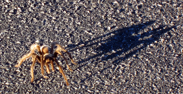 Tarantula on Dante's Peak (1953)