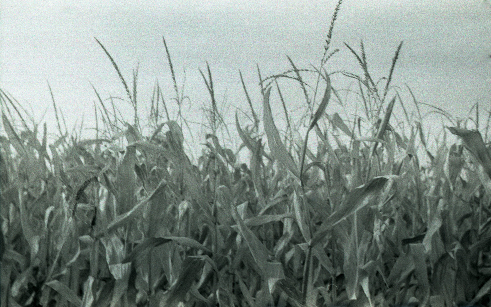Corn