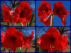 Amaryllis Collage