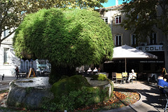 La Fontaine moussue de Salon-de-Provence