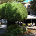 La Fontaine moussue de Salon-de-Provence