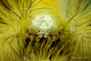 Pale Tussock Moth Caterpillar Portrait.