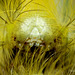 Pale Tussock Moth Caterpillar Portrait.