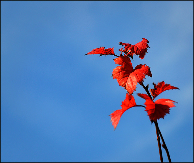 Autumn in Oxford