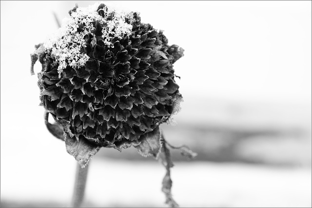 Sunflower, past its prime