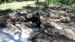 like pigs in mud