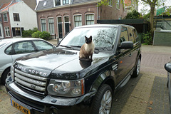 Siamese cat and his Range Rover