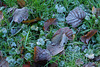 Frosty leaves #2