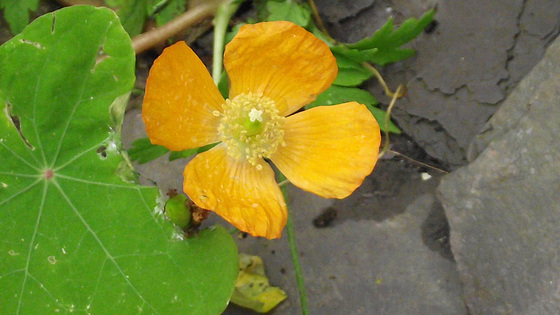 Last surviving flower in the garden