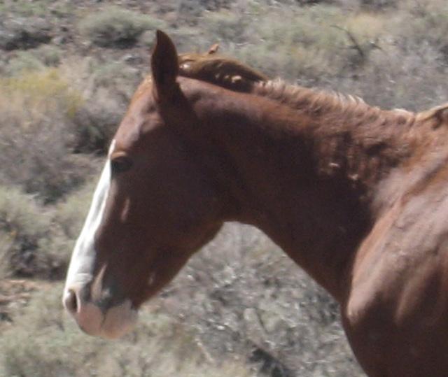 Red Rock Mine 80