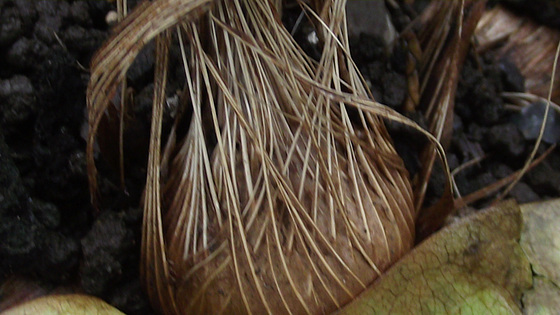 A mombretia corm