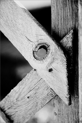 Trellis Up Close