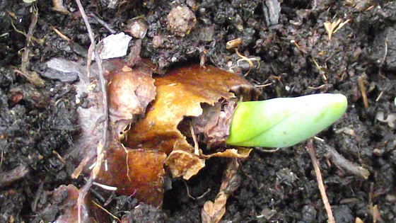 A daffodil bulb emerging already