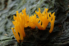 Calocera viscosa (Yellow Stagshorn Fungus)