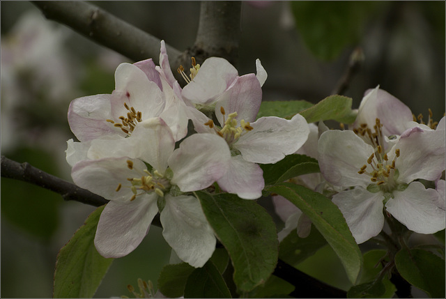 Apple Blossom