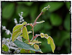 MON JARDIN