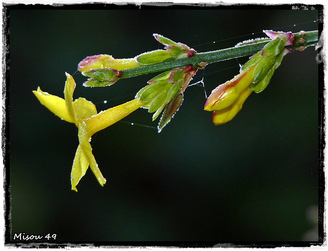 MON JARDIN