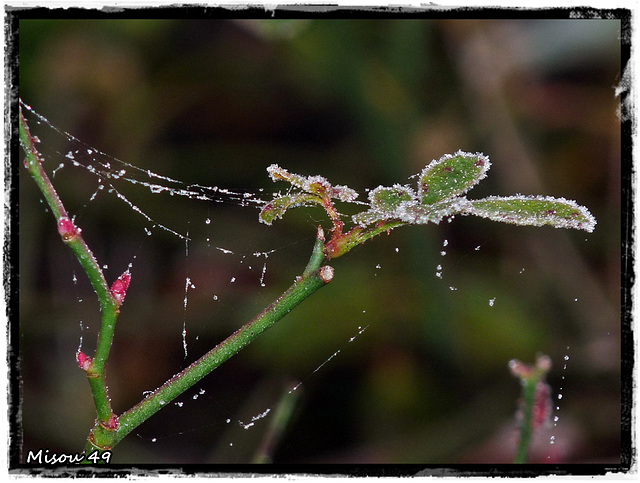 MON JARDIN