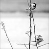 Two House Sparrows