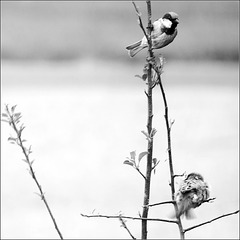 Two House Sparrows