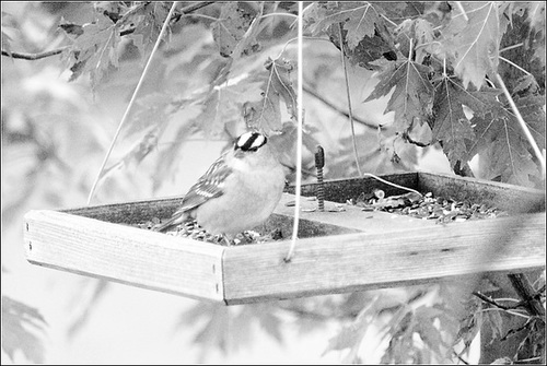 White-Crowned Sparrow on the Platform