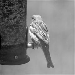 House Sparrow