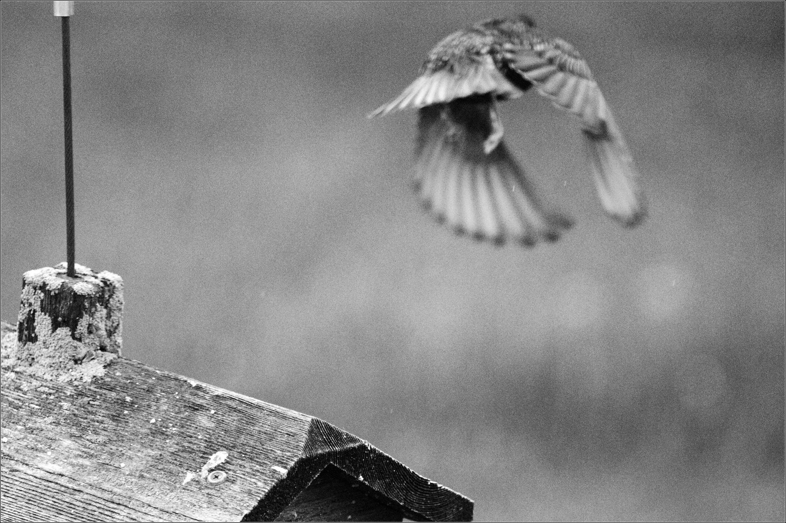 Starling leaving