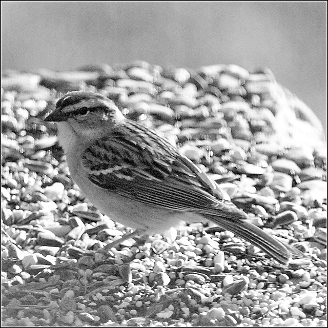 A Chipping Sparrow on our Pedestal Feeder A Chipping Sparrow on our Pedestal Feeder