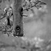 Feeder with House Finch