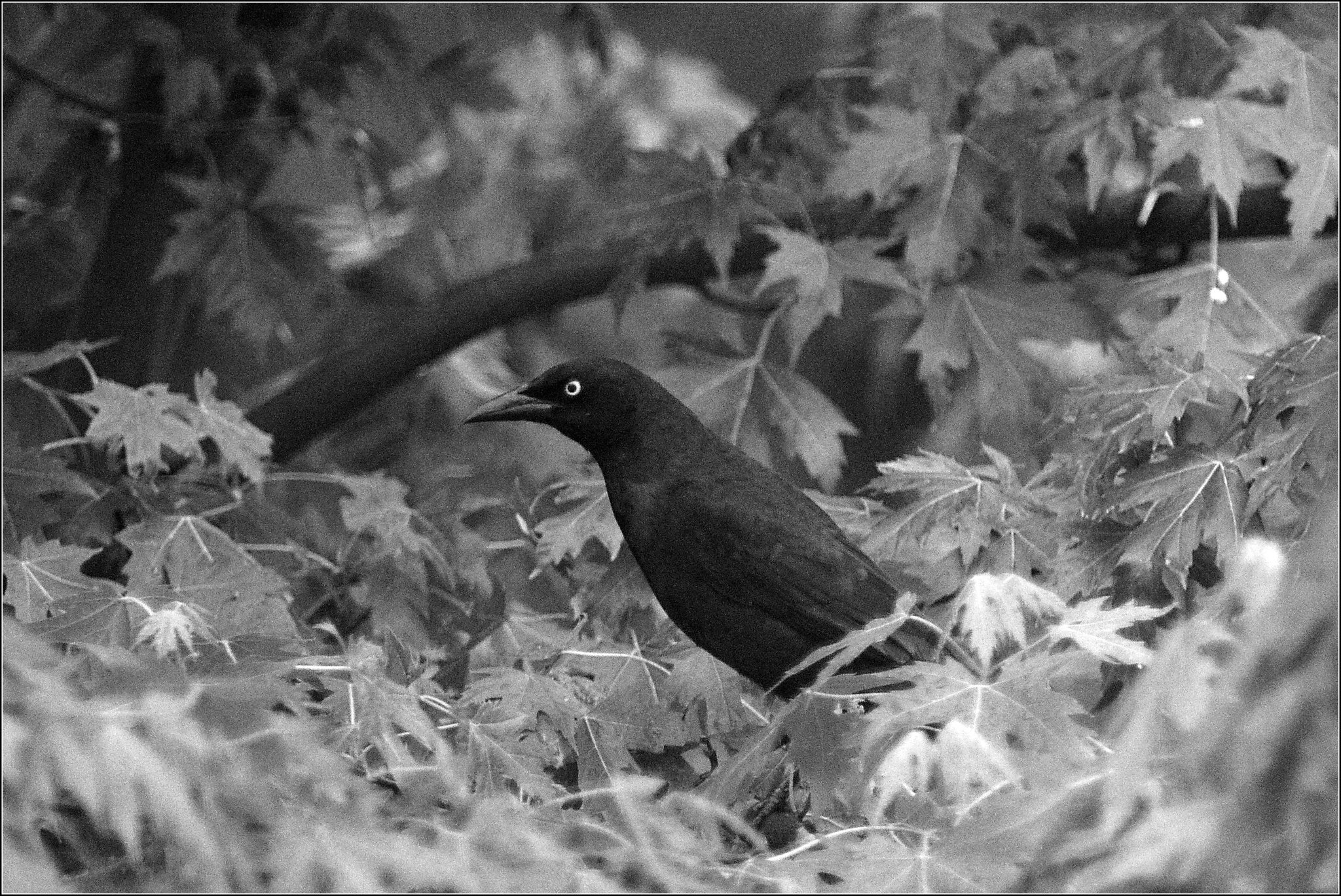 Grackle in the Maple
