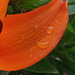 Beautiful curve of the lily petal