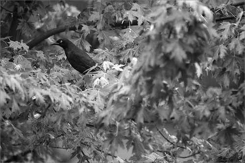 Grackle in the Maple