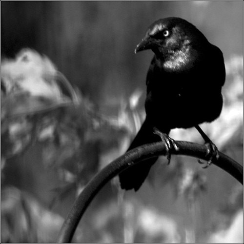 Mr. Grackle Sits for a Formal Portrait