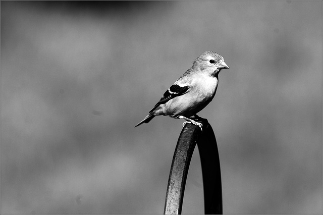 Goldfinch