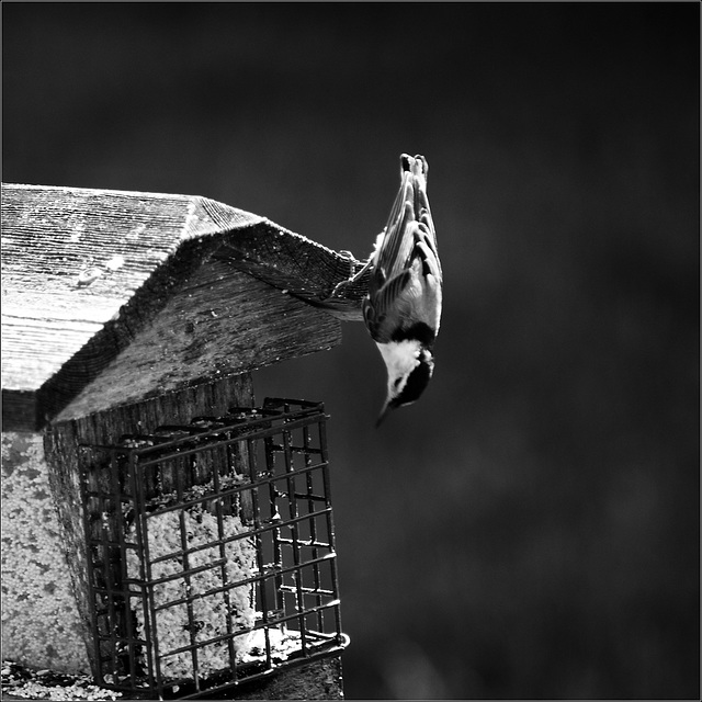 The Nuthatch