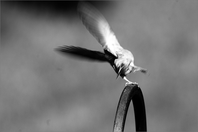 Goldfinch, leaving