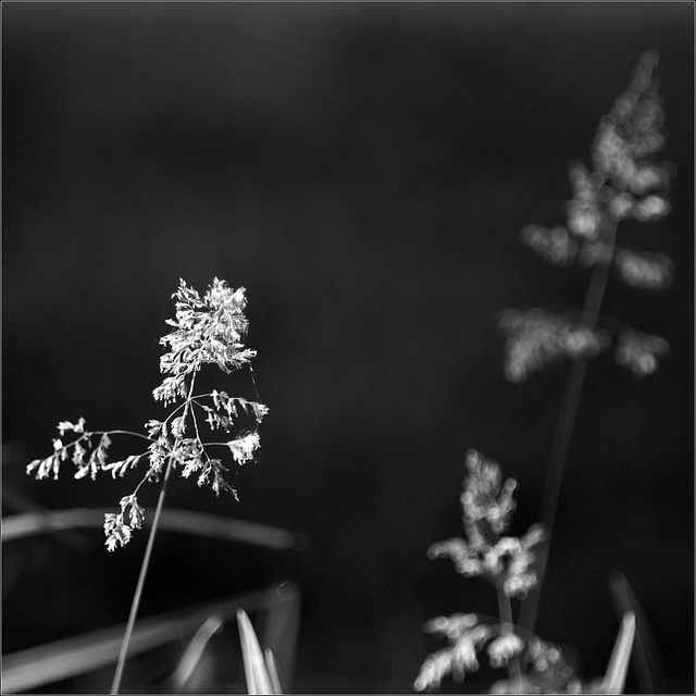 Tall Grasses