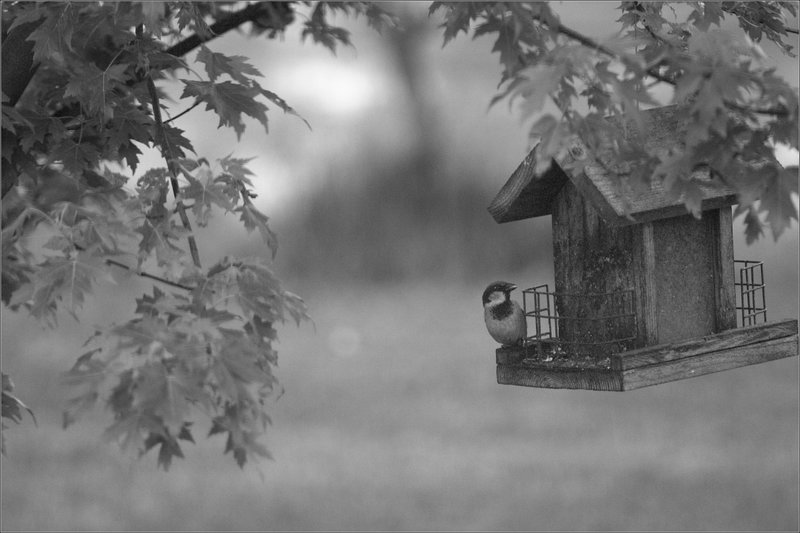 House Sparrow on the Feeder